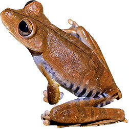 Convict Tree Frog